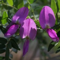 Mundulea sericea (Willd.) A.Chev.